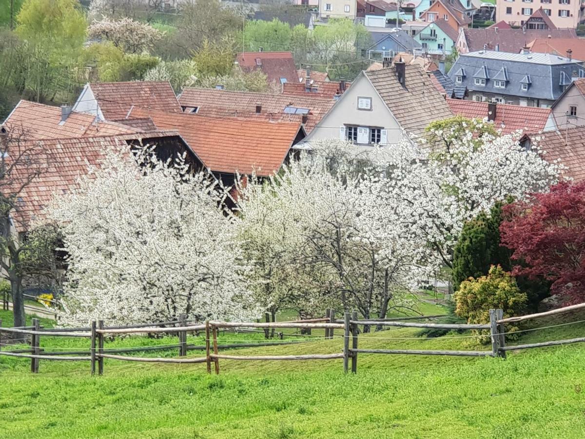 Petit Week End Dans La Vallee Breitenbach-Haut-Rhin 外观 照片
