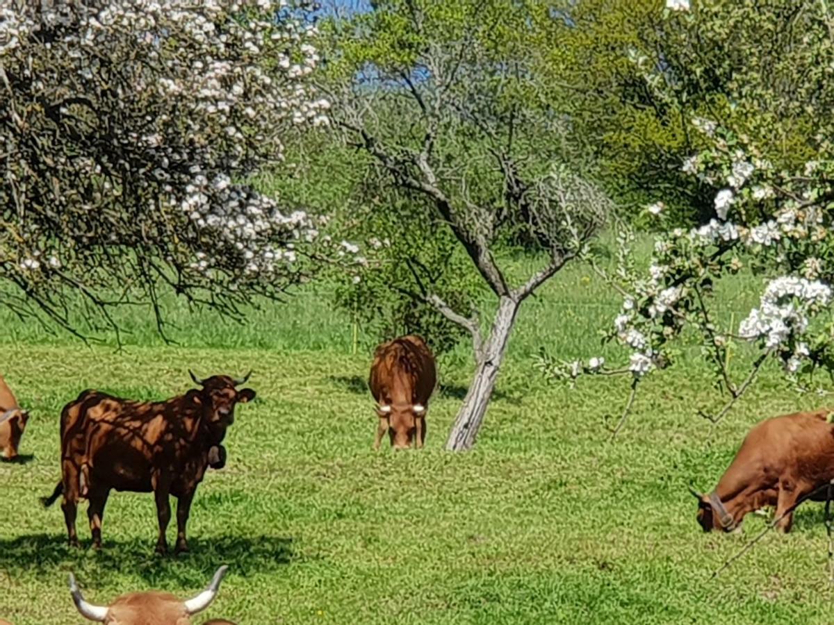 Petit Week End Dans La Vallee Breitenbach-Haut-Rhin 外观 照片
